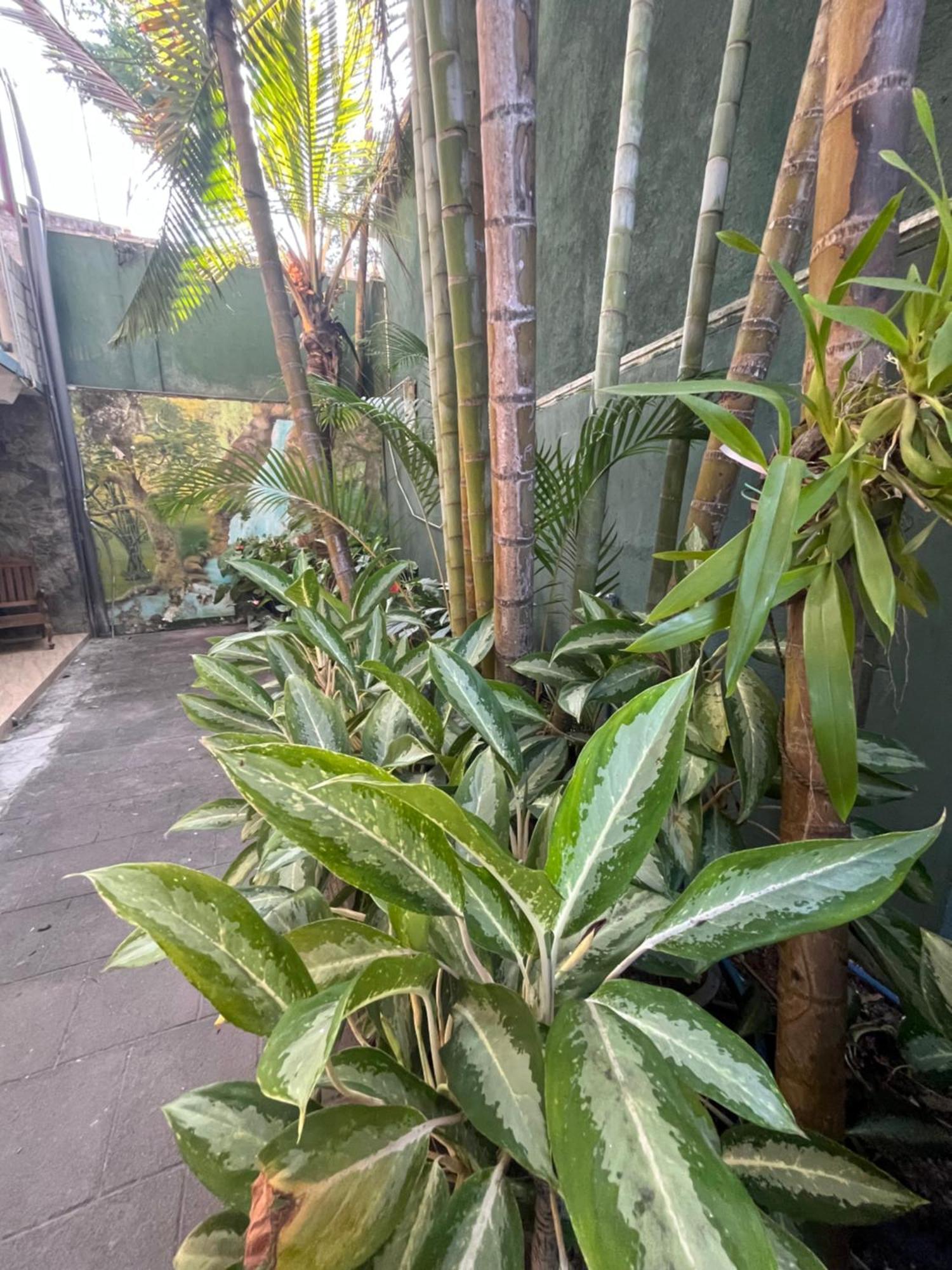 Viyanga Homestay Ella Exteriör bild